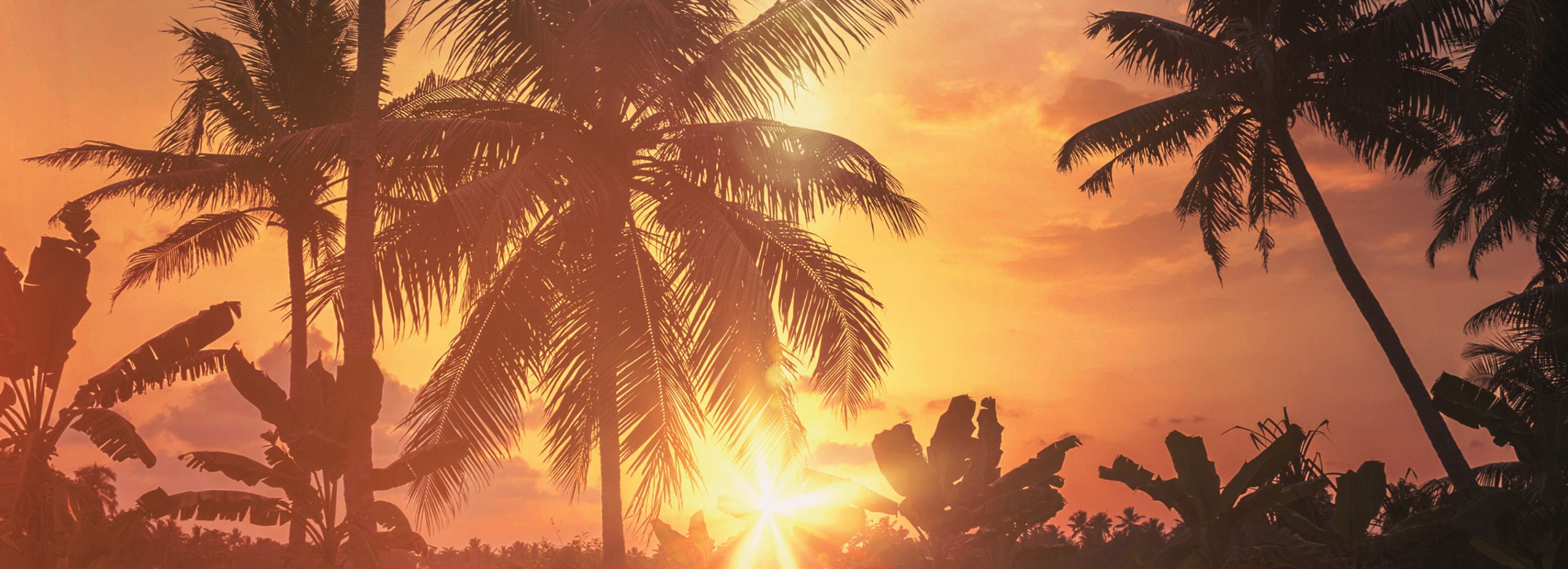 banner-4